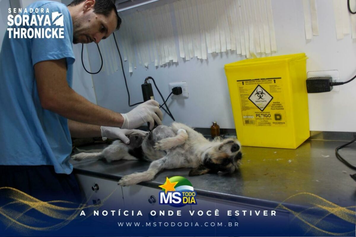 Imagem da Galeria